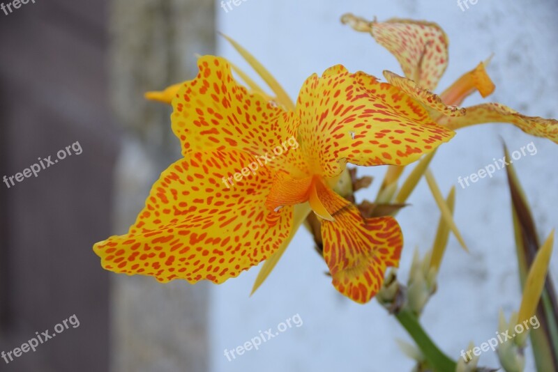 Lys Orange Flower Garden Nature