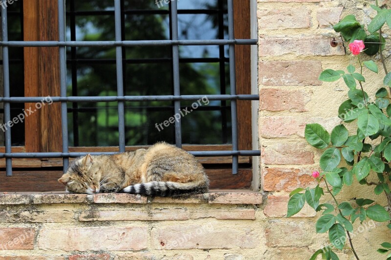 Cat Sleeping Siesta Italy Florence