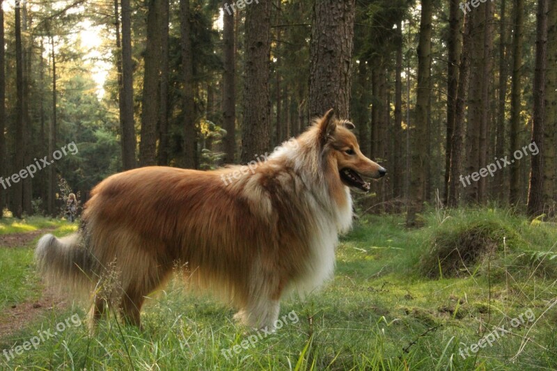 Shelties Dogs Shetland Sheep Dog Free Photos