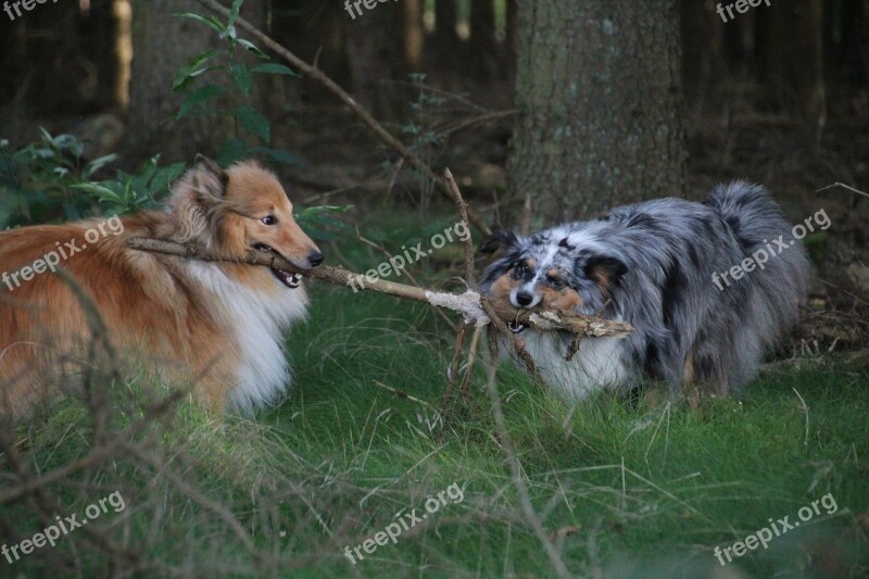 Shelties Dogs Shetland Sheep Dog Free Photos