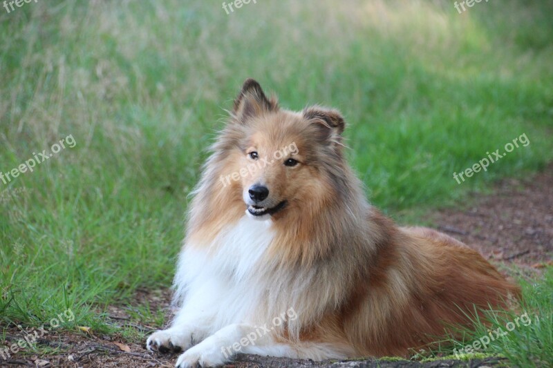 Shelties Dogs Shetland Sheep Dog Free Photos