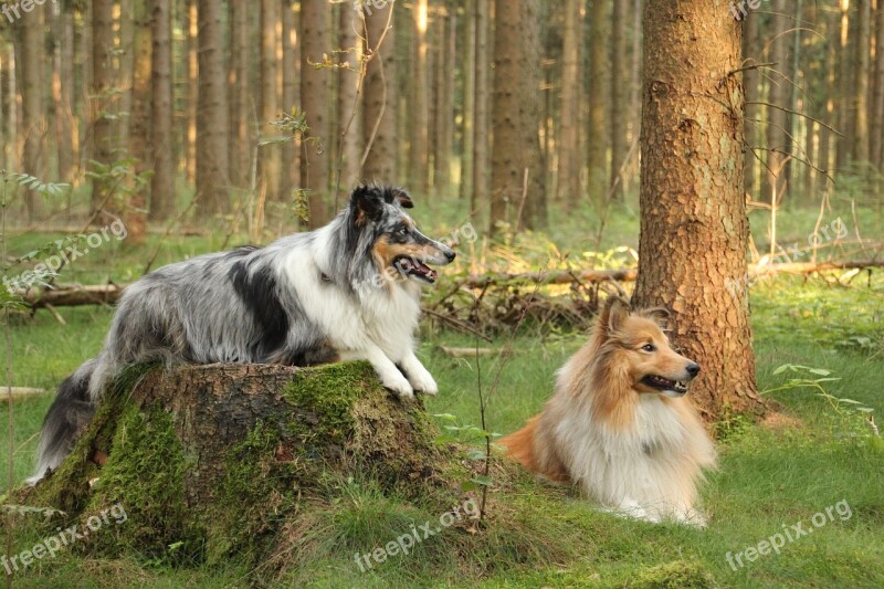 Shelties Dogs Shetland Sheep Dog Free Photos