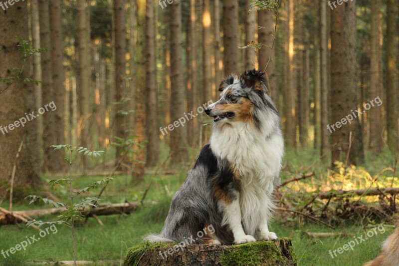 Shelties Dogs Shetland Sheep Dog Free Photos