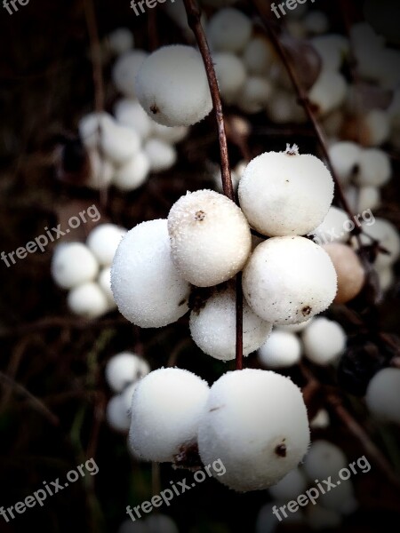 Plant Outdoor Nature Balls White