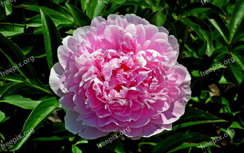 Peony Flower Pink Spring Romantic