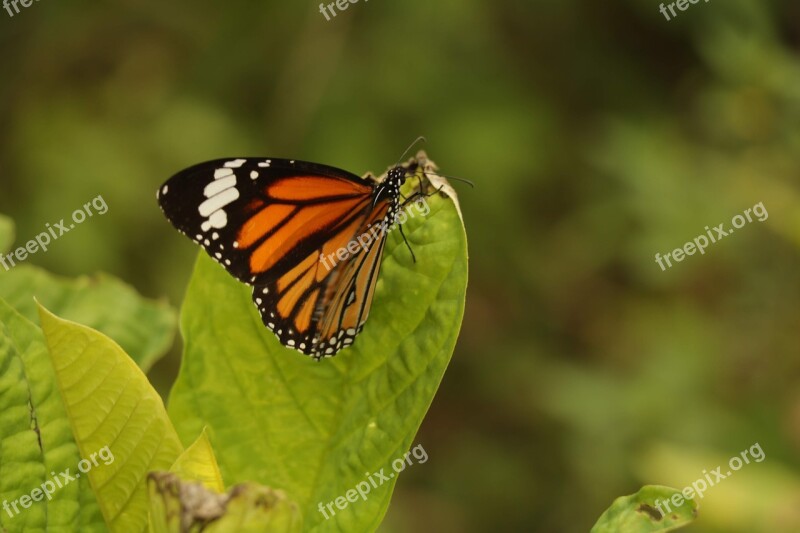 Butterfly Fly Away Colourful Green Orange Black