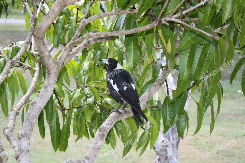 Magpie Bird Australia Tree Fauna