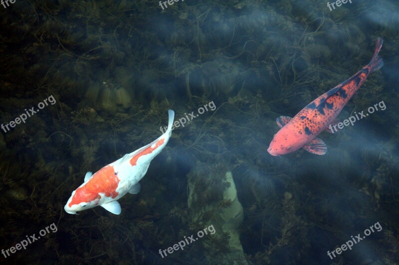 Koi Carp Duisburg Inner Harbour Port Motifs