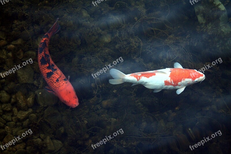 Koi Carp Port Motifs Duisburg Inner Harbour Tour Of The Port