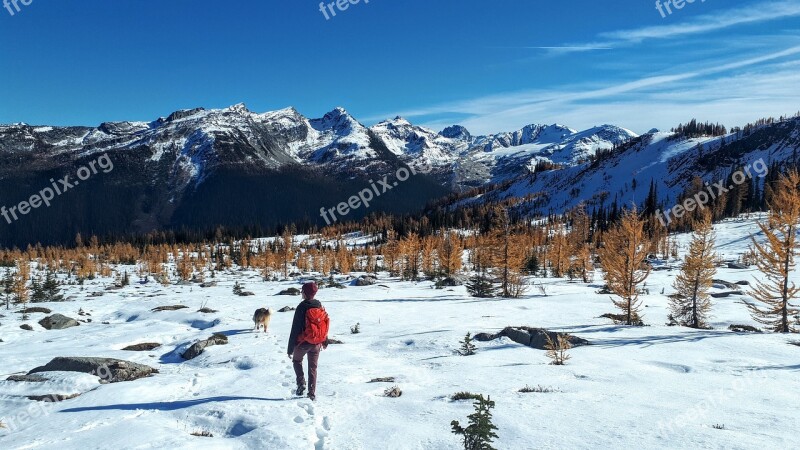 Nature Larch Trees Snow Hike