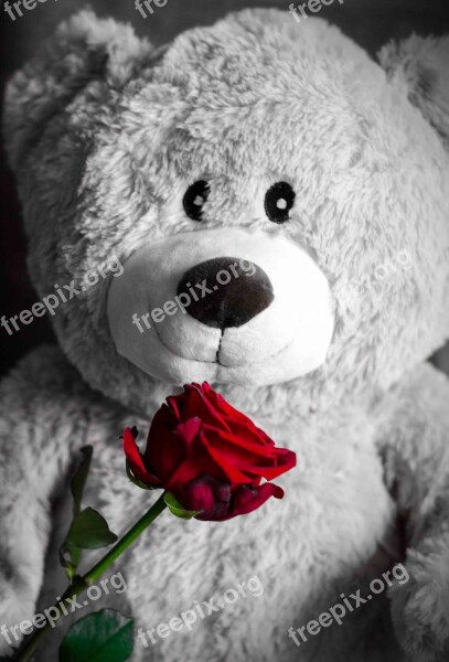 Teddy Rose Love Teddy Bear Romantic