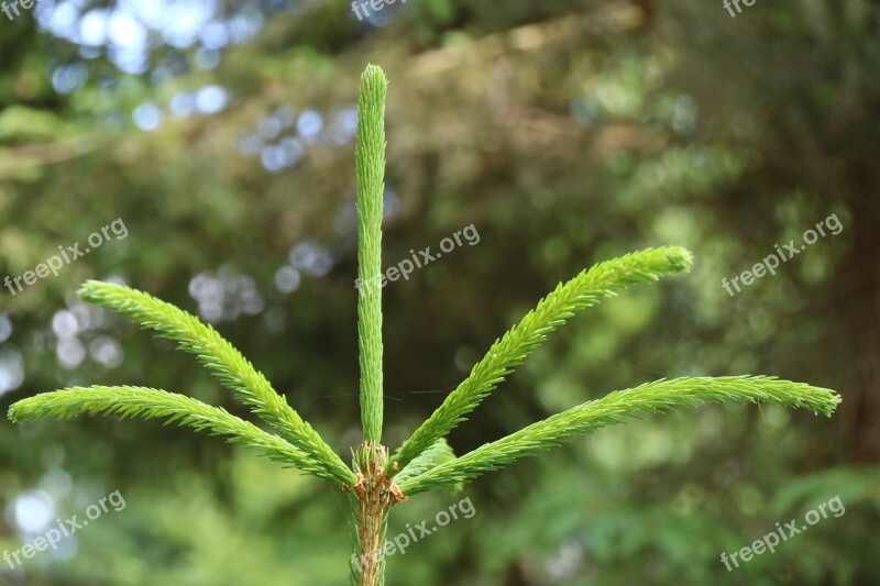 Fir Tree Tree Conifer Spruce Tree Top