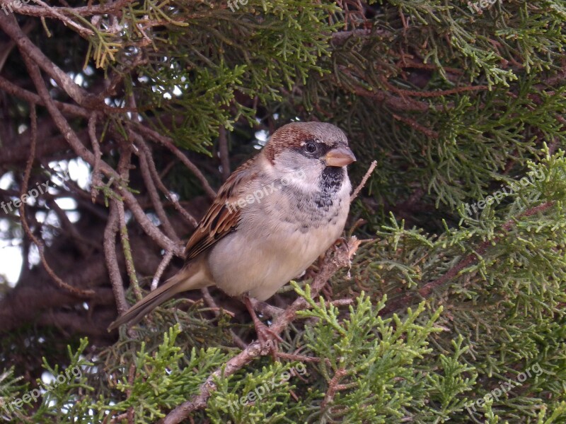 Sparrow Seto Bird Landed Plumage