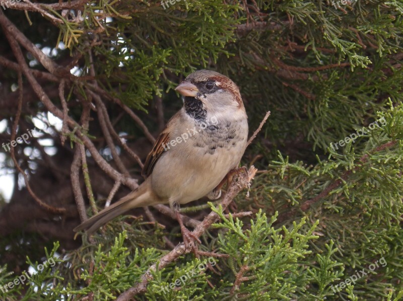 Sparrow Seto Bird Landed Plumage