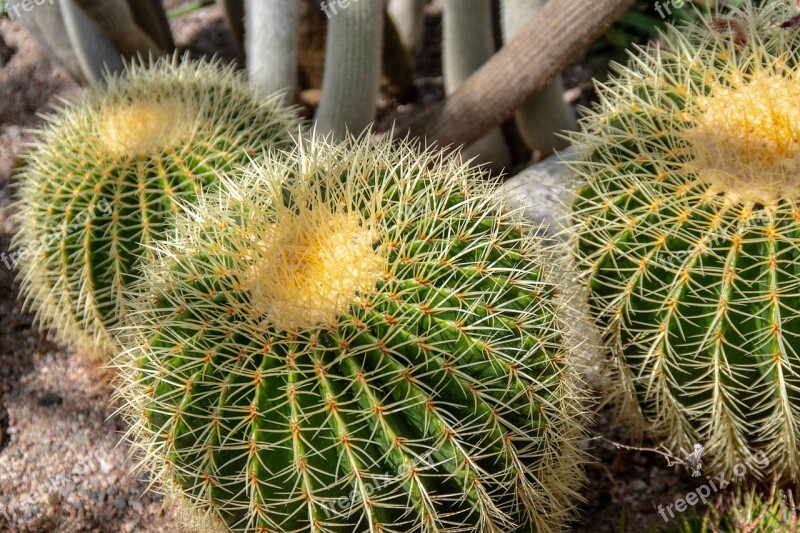 Cactus Greenhouse Botanical Garden Thorny