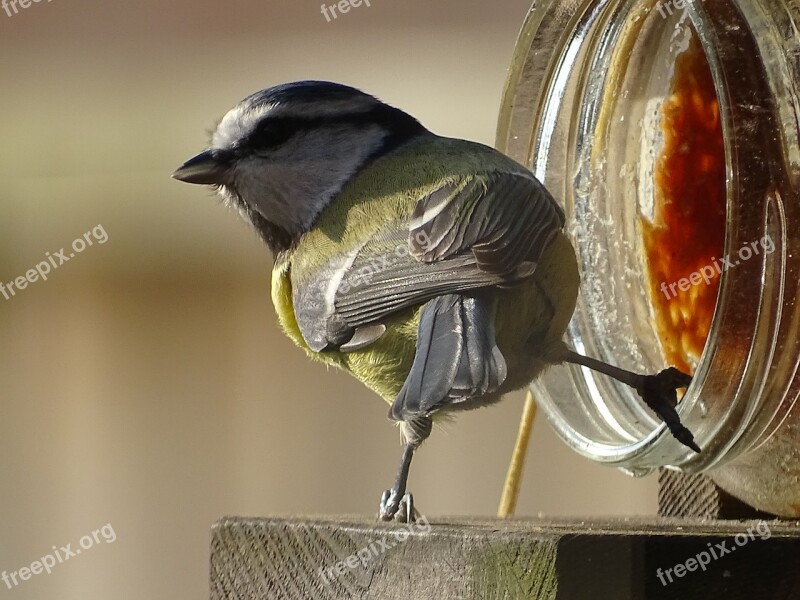 Nature Garden Great Tit Bird Tit