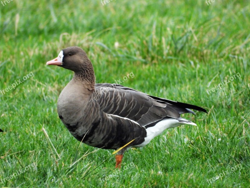 White-fronted Geese Anatidae Anserinae Free Photos