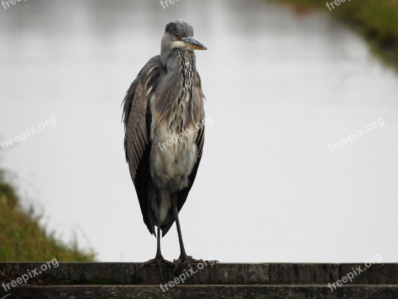 Blue Heron Herons Roeipotigen Free Photos