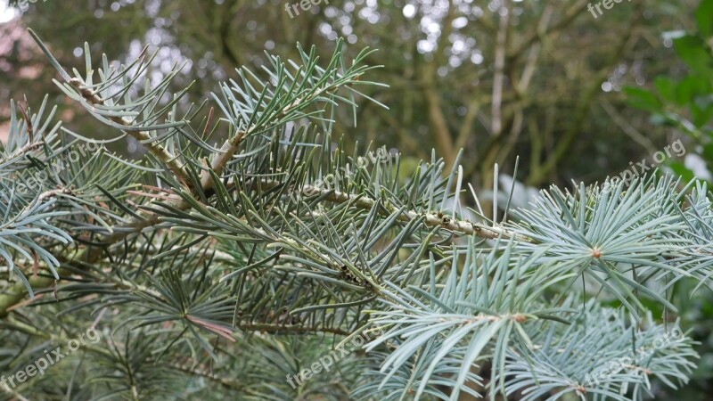 Fir Tree Green Winter Tree Free Photos