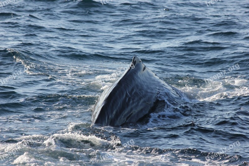 Sperm Whale Sperm Whale Back Diving Sea Marine Mammals