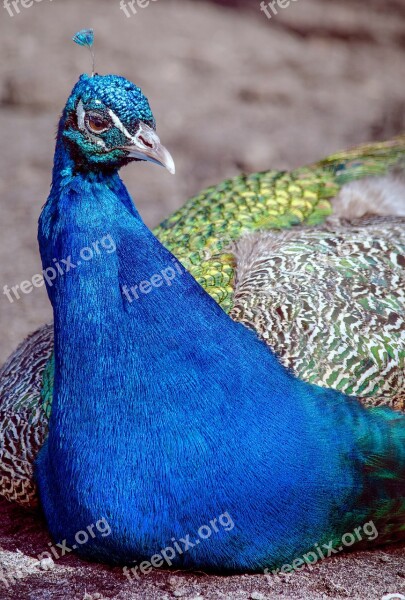 Peacock Bird Color Feather Plumage