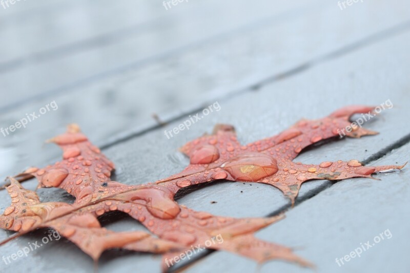 Oak Leaf Rain Rainy Water