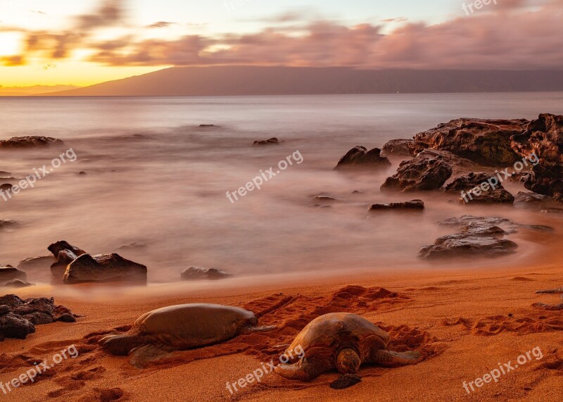 Turtles Sunset Turtle Sea Water