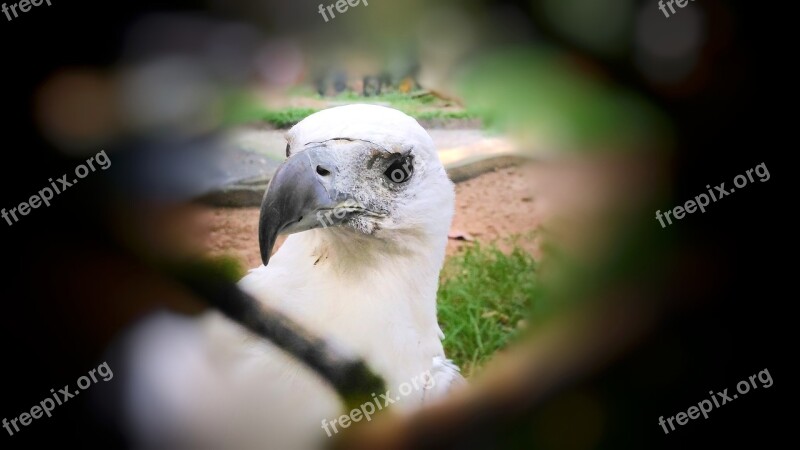 Bird Bird Eyes Photography Kite Wild