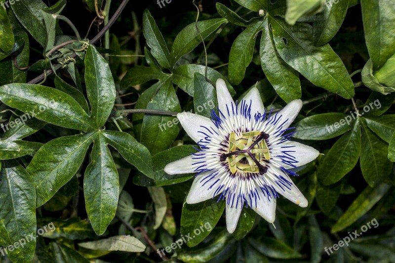 Passionflower Flower Plant Nature Plants