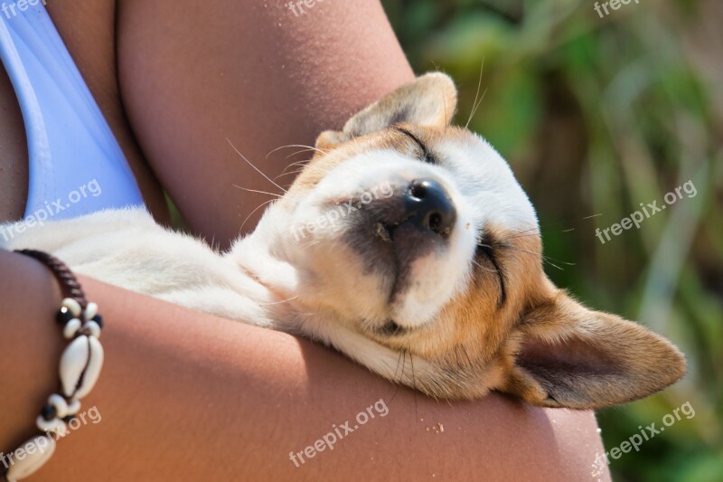 Dog Puppy Sleep Face Animal Portrait