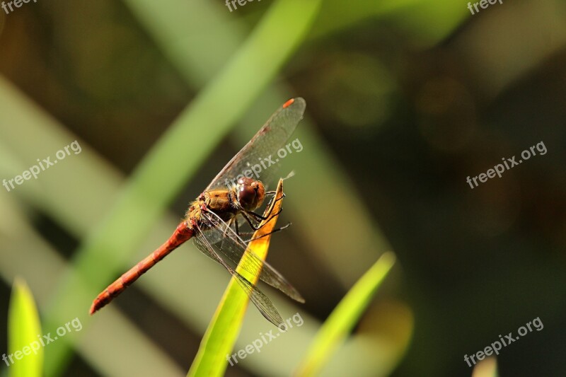 Darter Sympetrum Dragonfly Insect Flight Insect Wing