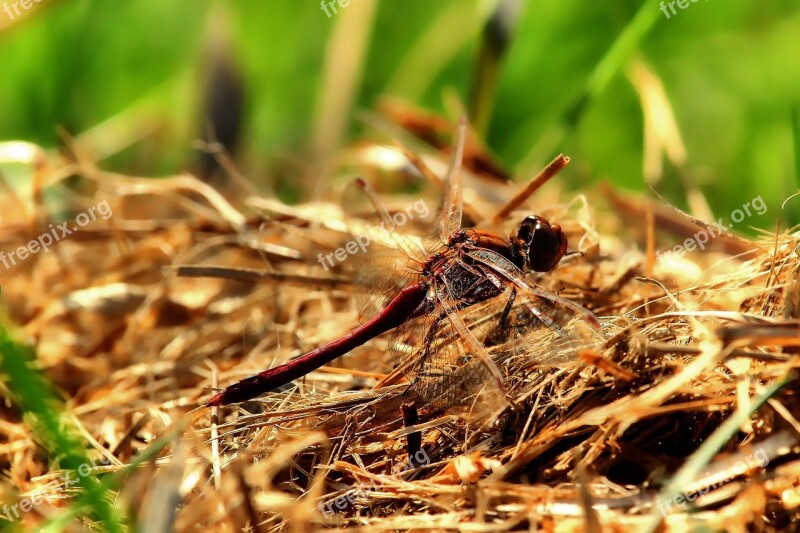 Darter Sympetrum Dragonfly Insect Flight Insect Wing