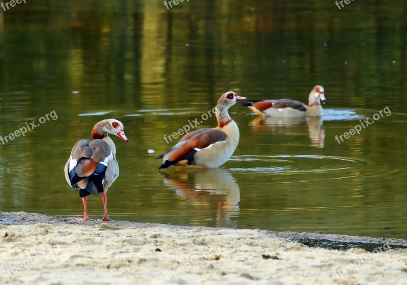 Nilgans Bird Goose Nature Water Bird