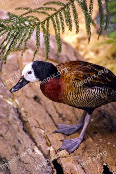 White-faced Whistling Duck Duck Bird Wildlife Waterfowl