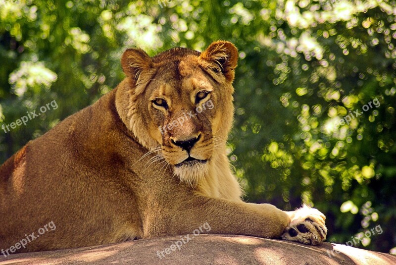 Lion At Madison Zoo Lion Cat Animal Predator