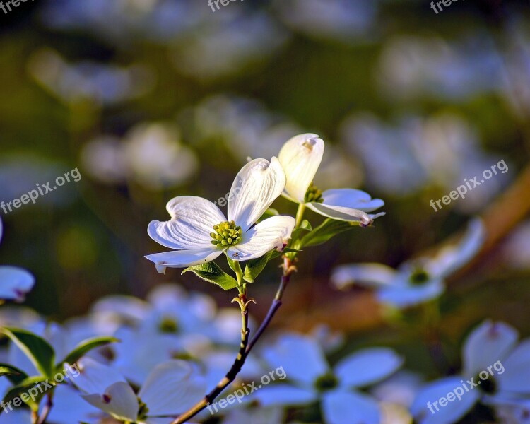 Ozarks Dogwood Blossoms Dogwood Flowers Spring Blossom