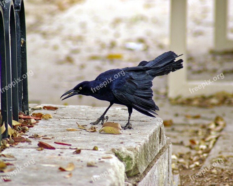 Fair Park Grackle Grackle Bird Nature Wildlife