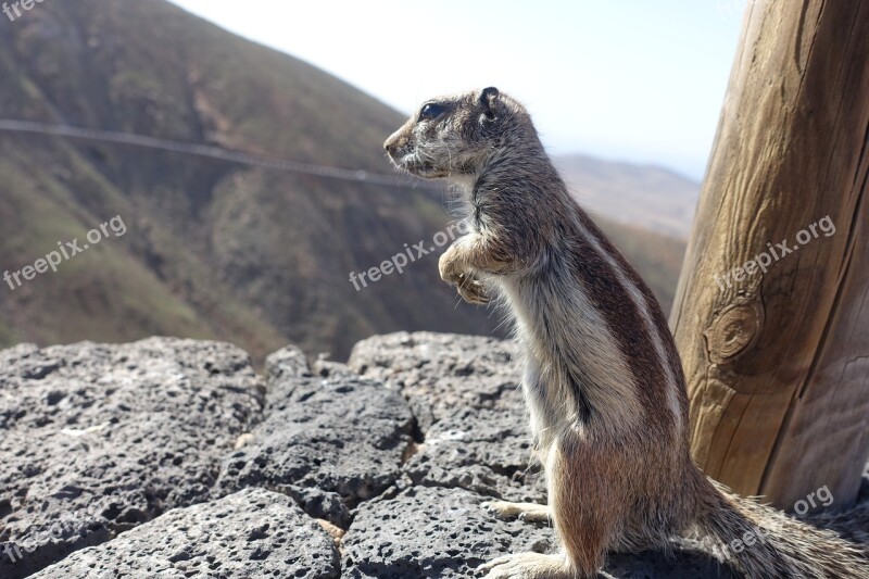 Chipmunk Squirrel Fuerteventura Nature Rodent