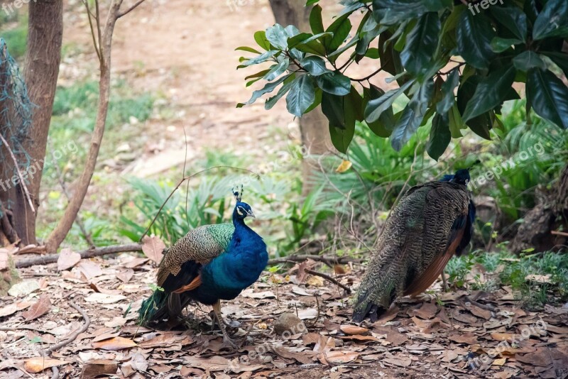 Animal Peacock Zoo Feather Fly Bird