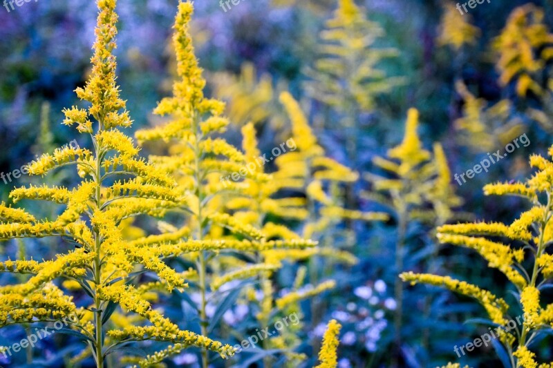 Golden Rods Flower Purple Yellow Field