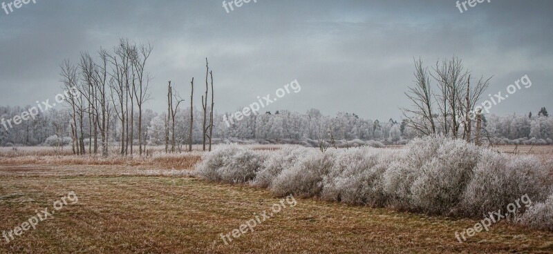 Wintry Spring Lake Bad Buchau Cold Icy