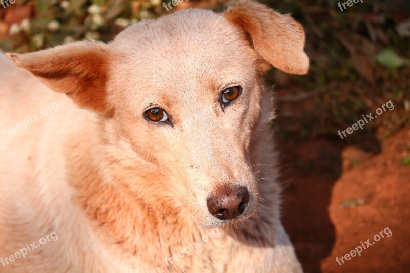 Dogs Love Animal Loyal Pet