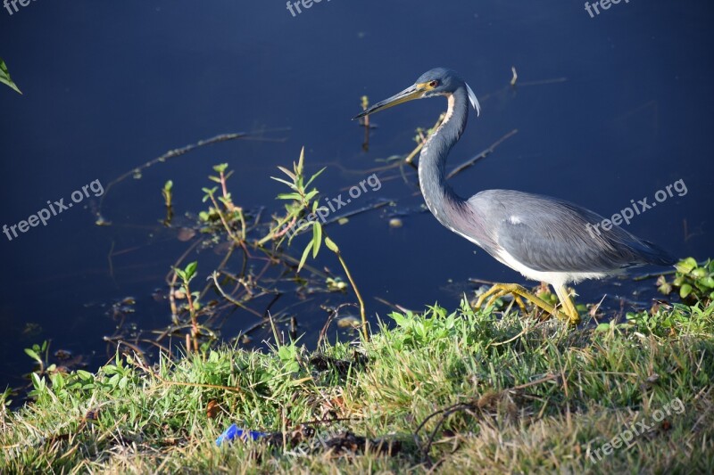 Bird Heron Blue Heron Hunting Lake