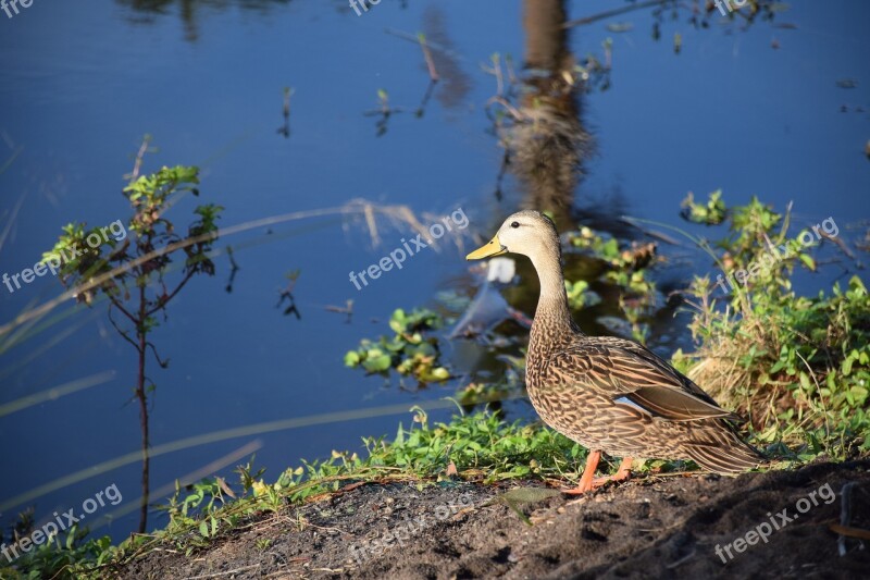 Duck Mallard Male Bird Lake