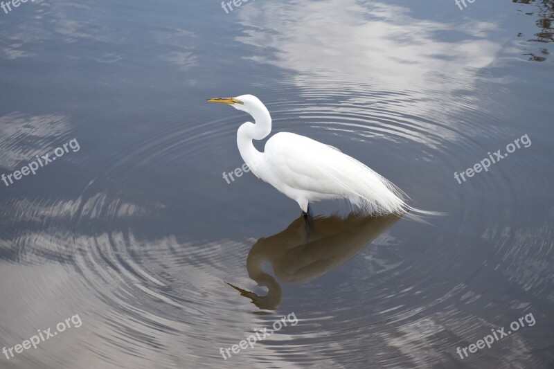 Egret Snowy Egret White Wading Bird