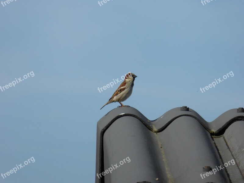 Sperling Songbird Bird Sparrow First