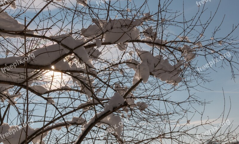 Snow Sun Branches Winter Nature