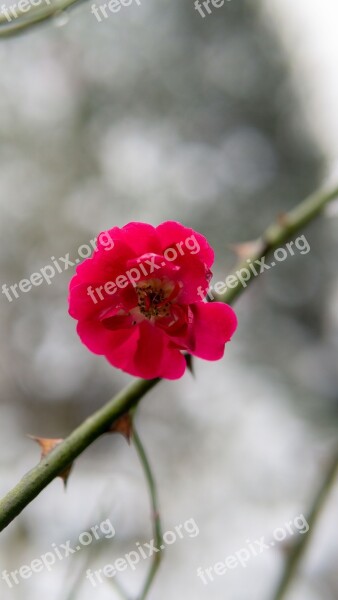 Flower Branch Red Flowers Color The Scenery