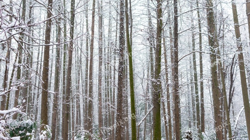 Woods Arbor Winter Snow Park