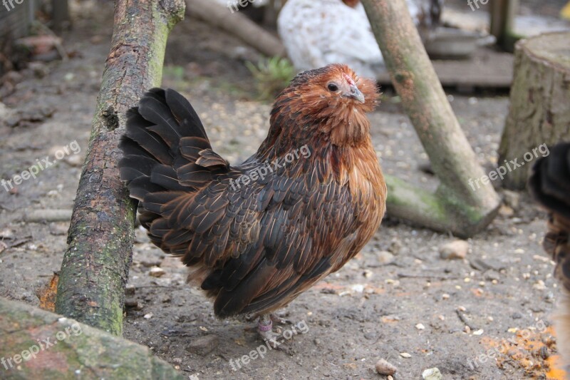 Chicken Hen Free Range Animal Agriculture